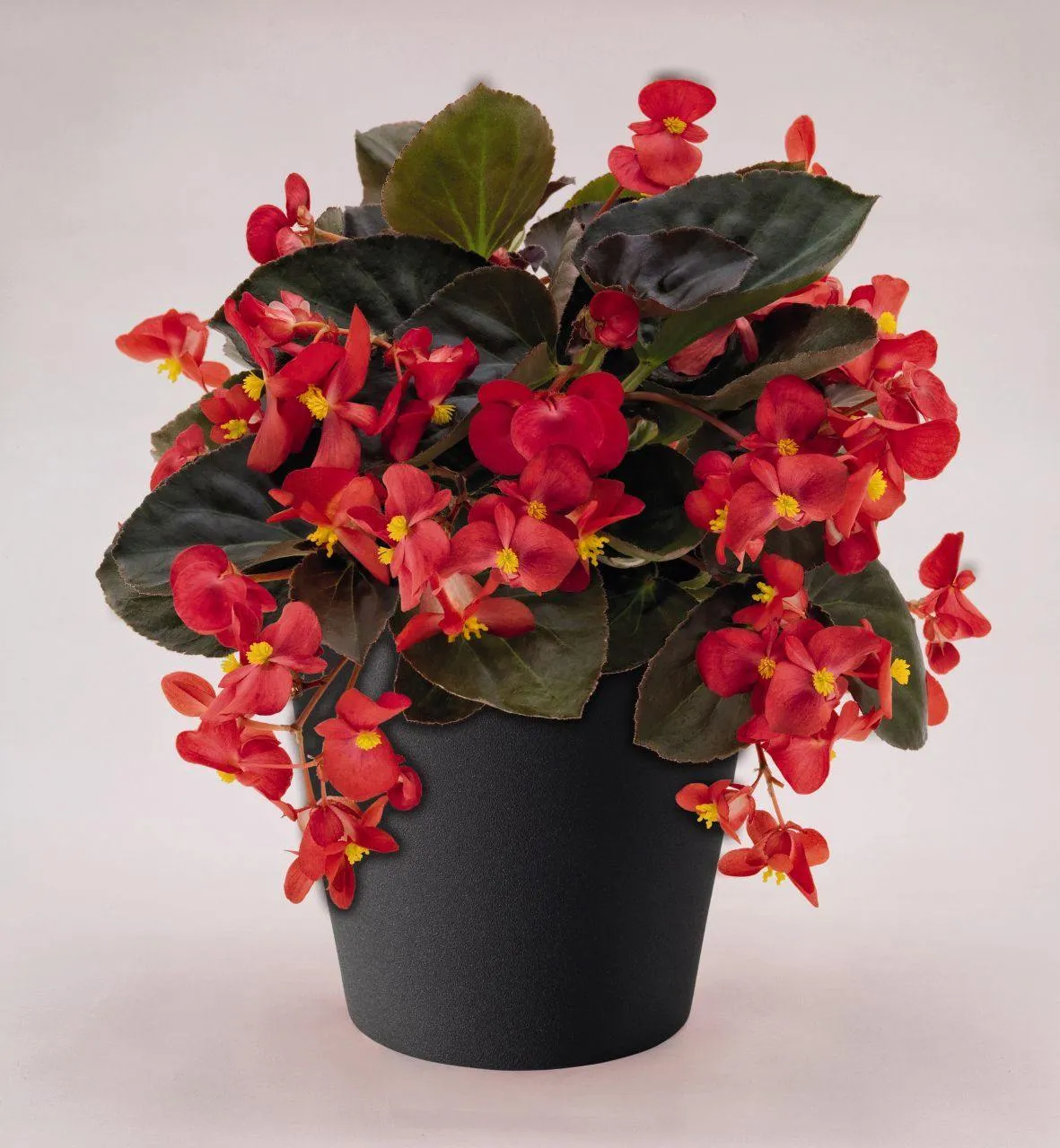 Begonia Interspecific Big Deluxxe Red Bronze Leaf Flower  Seeds