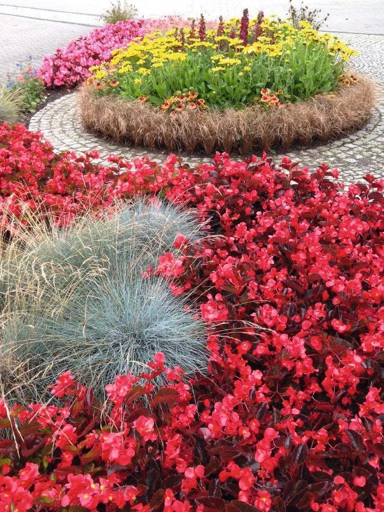 Begonia Interspecific Big Deluxxe Red Bronze Leaf Flower  Seeds