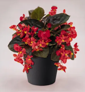 Begonia Interspecific Big Deluxxe Red Bronze Leaf Flower  Seeds