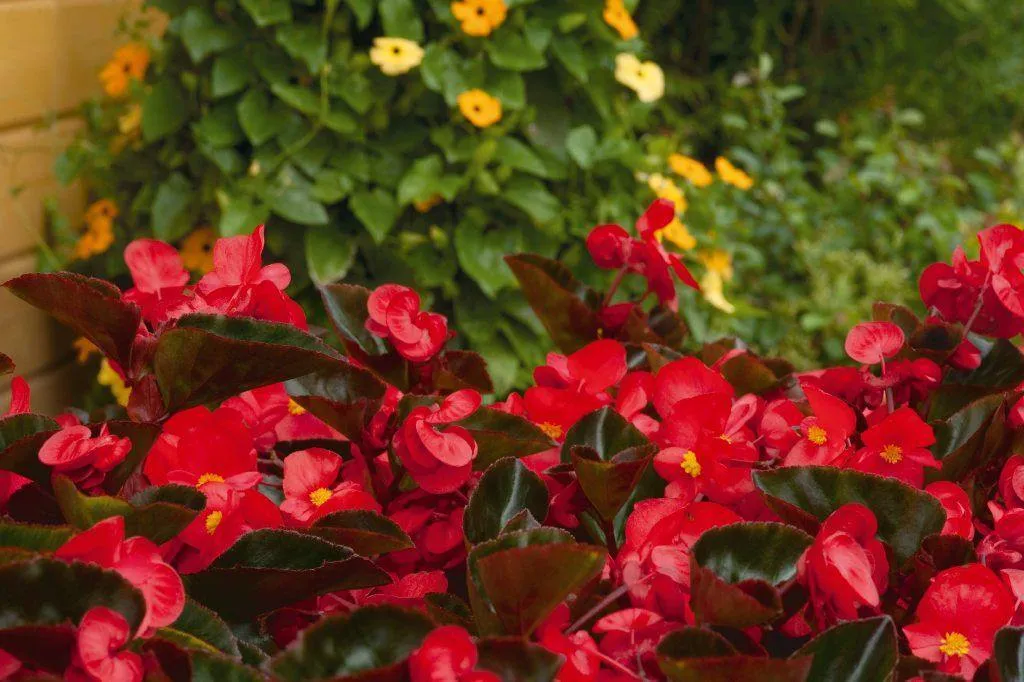 Begonia Interspecific Big Deluxxe Red Bronze Leaf Flower  Seeds