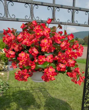 Begonia Interspecific Big Deluxxe Red Green Leaf  Flower Seeds