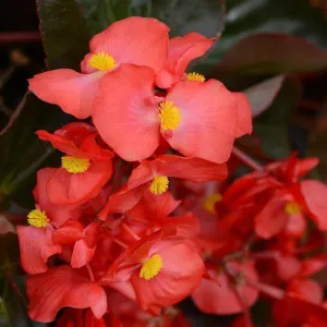 Begonia Interspecific Megawatt Red Bronze Leaf Flower Seeds