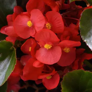 Begonia Interspecific Megawatt Red Green Leaf Flower Seeds