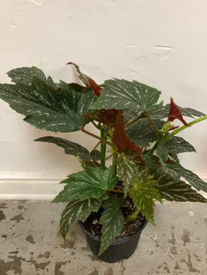 Begonia ‘Lana Angel Wing’