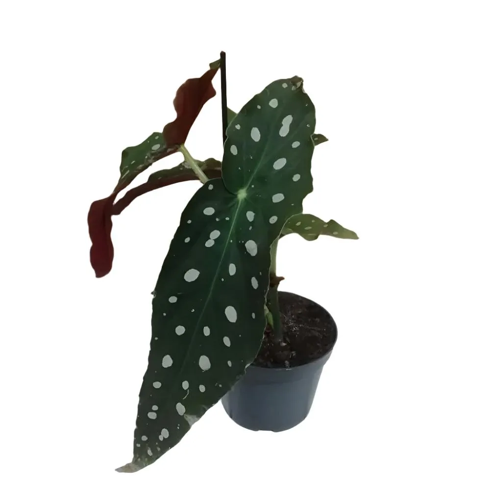 Begonia Maculata 'Polka Dot' Houseplant 11.5cm Pot