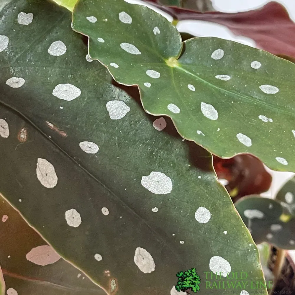 Begonia Maculata 'Polka Dot' Houseplant 11.5cm Pot