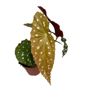 Begonia Maculata