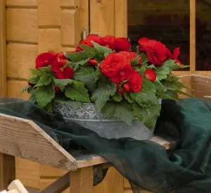 Begonia Nonstop Red Seed Seeds