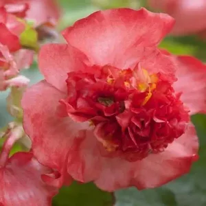 Begonia Semflorens Fiona Red Flower Seeds