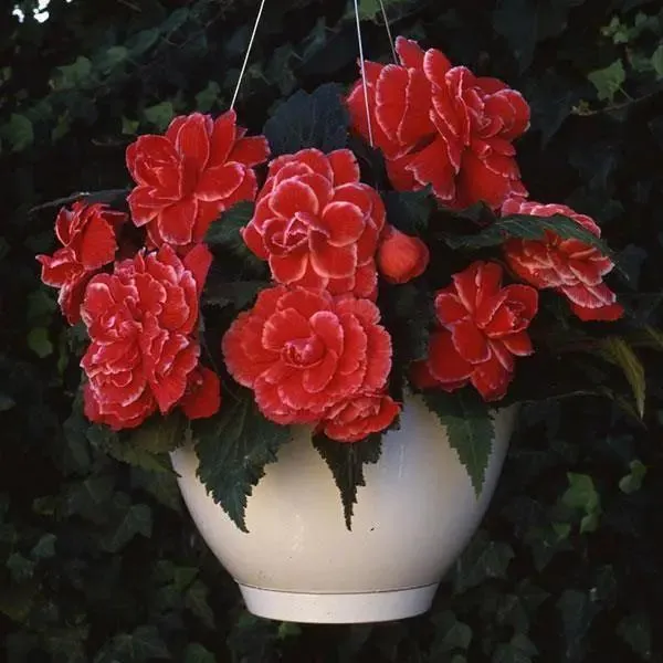 Begonia Tuberous AmeriHybrid Picotee Lace Red Flower Seeds