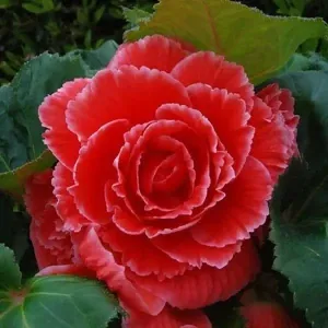 Begonia Tuberous AmeriHybrid Picotee Lace Red Flower Seeds