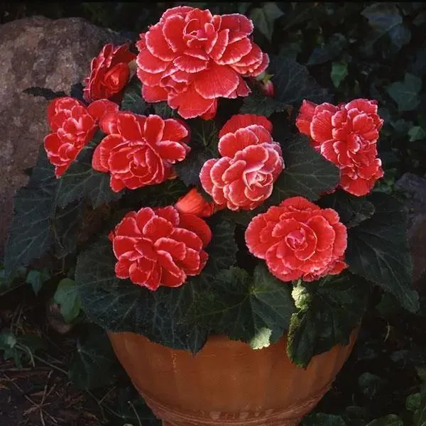 Begonia Tuberous AmeriHybrid Picotee Lace Red Flower Seeds