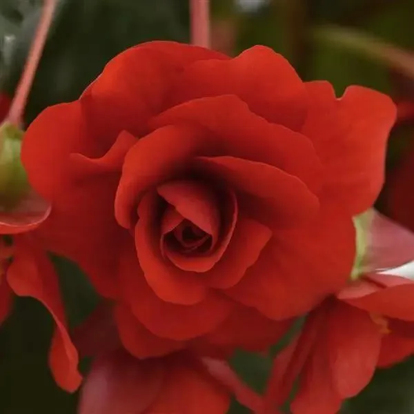 Begonia Tuberous Sun Dancer Red Flower Seeds