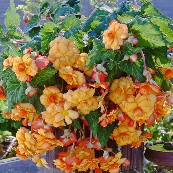 Begonia Tuberous Sun Dancer Yellow Red Picotee Flower Seeds