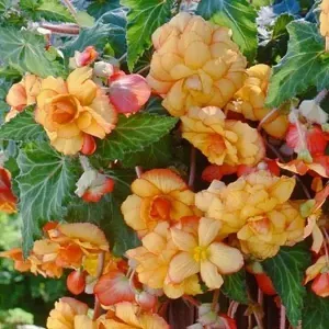 Begonia Tuberous Sun Dancer Yellow Red Picotee Flower Seeds