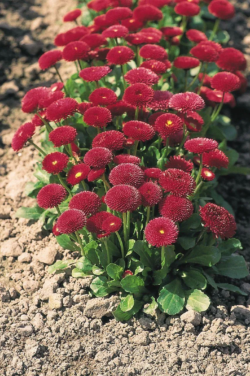 Bellis Tasso Red Flower Seeds