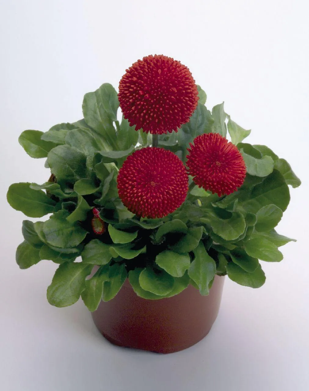 Bellis Tasso Red Flower Seeds