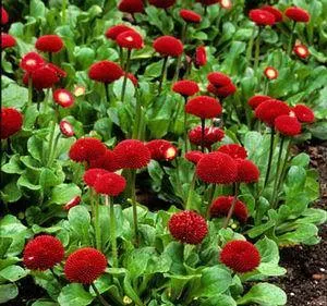 Bellis Tasso Red Flower Seeds