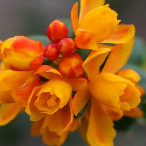 Berberis lologensis Mystery Fire