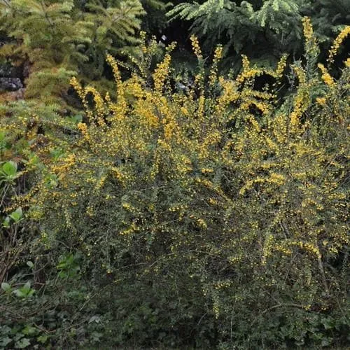 Berberis lologensis Mystery Fire