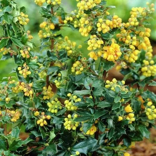 Berberis lologensis Mystery Fire