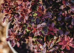 Berberis thunbergii Admiration AGM