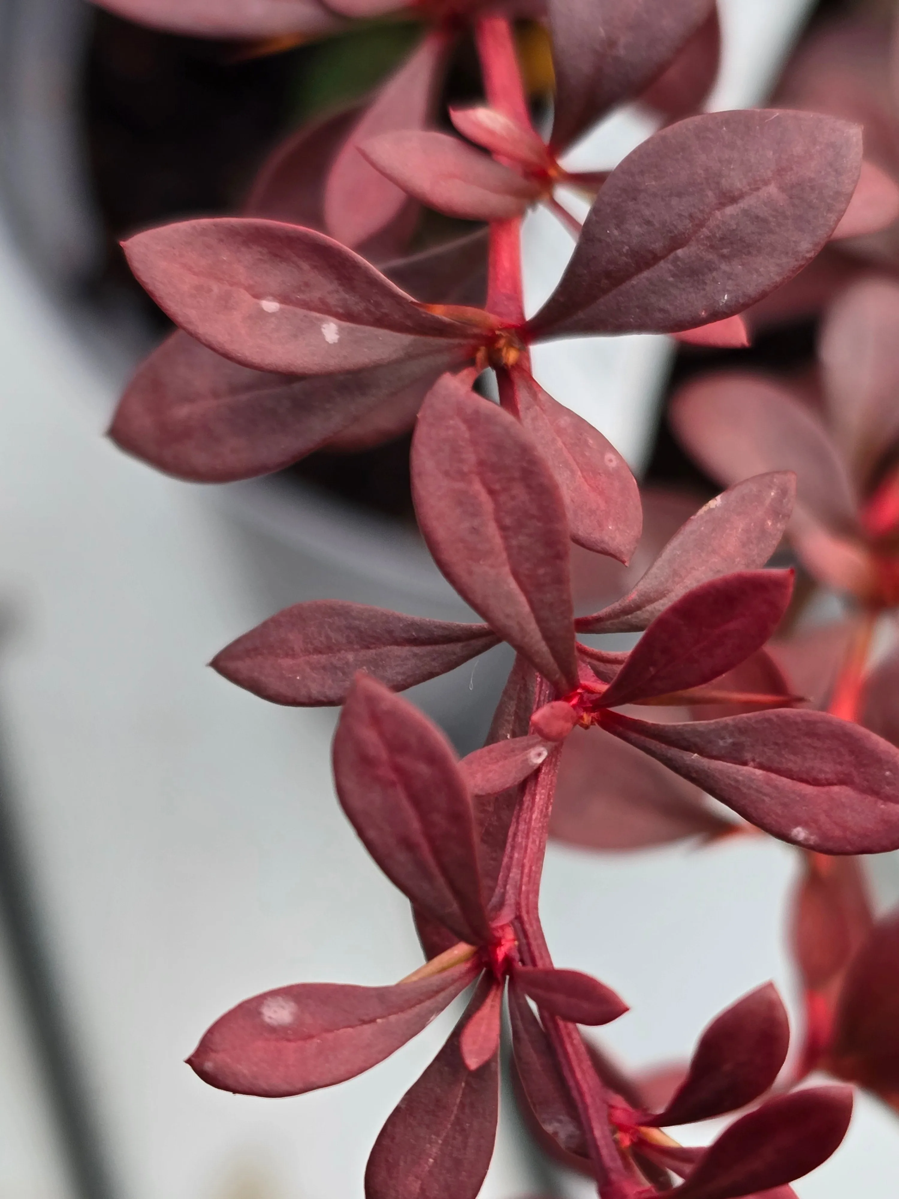 Berberis thunbergii atropurpurea