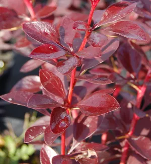 Berberis Thunbergii Red Rocket