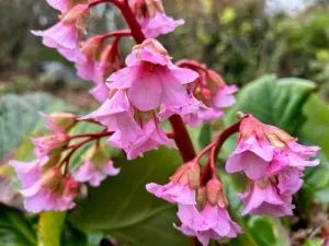 Berginia purpurascens ZHNP 148 (Elephant Eared Saxifrage)