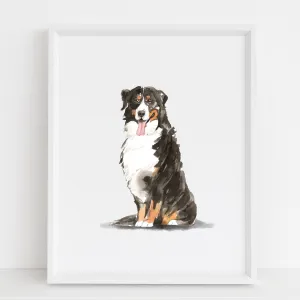 Bernese Mountain Dog