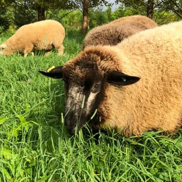 Black & Grey Romney Washed Wool - 100% Ontario Canada Grown Wool from Pure Romney Sheep