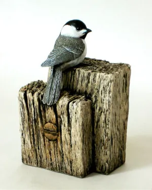 Black-capped Chickadee "Post and Beam"