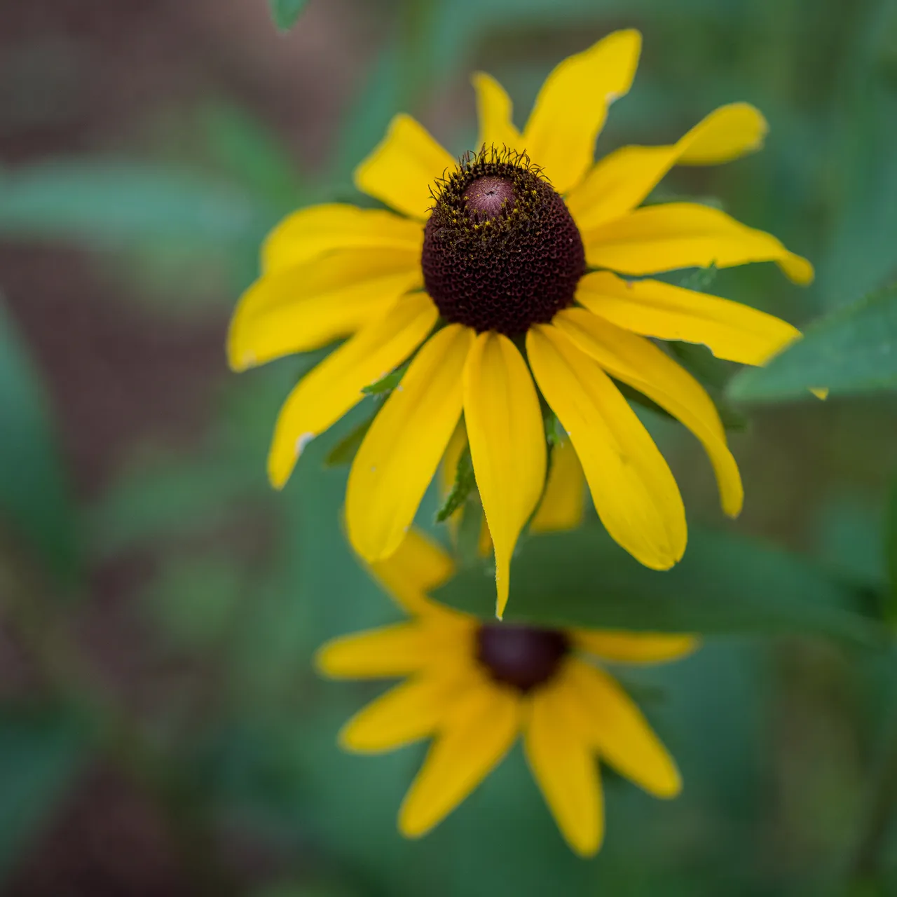 Black-eyed Susan Seeds (Rudbeckia hirta)