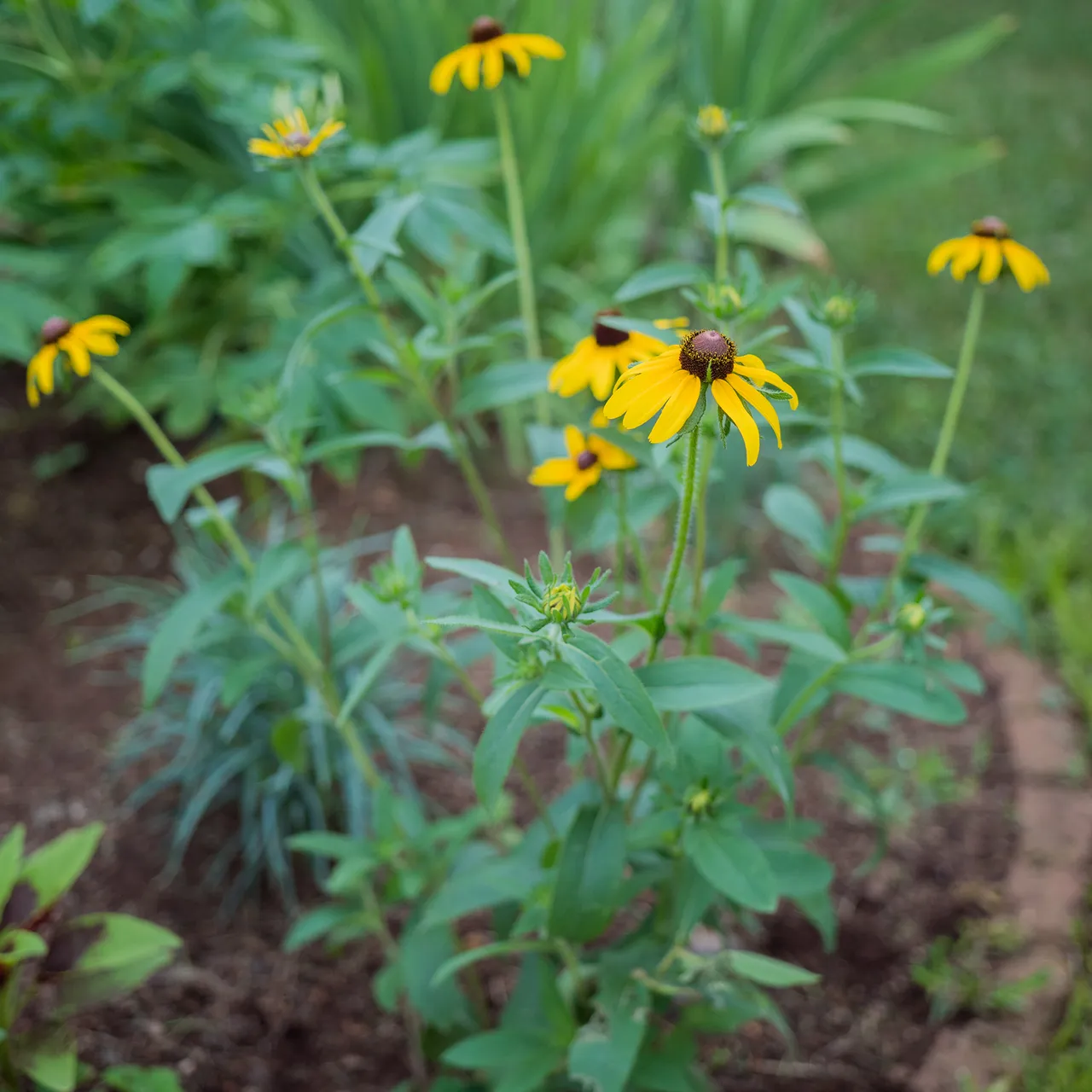 Black-eyed Susan Seeds (Rudbeckia hirta)