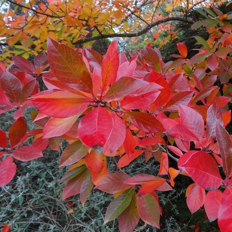 Black Gum Tupelo Tree