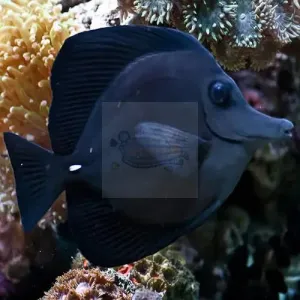 Black Tang  (Zebrasoma rostratum)