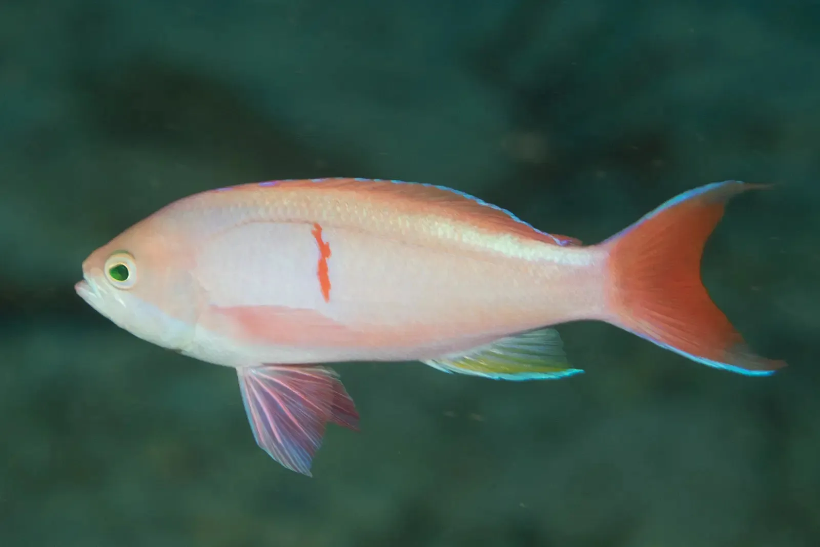 Bleeding Heart Anthias - Vibrant Reddish Body with Striking Silvery Stripe