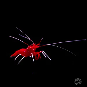 Blood Red Fire Shrimp