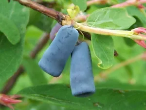 Blue Honeysuckle 20 Seeds Honeyberry Lonicera caerulea USA Company