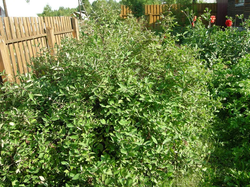 Blue Honeysuckle 20 Seeds Honeyberry Lonicera caerulea USA Company