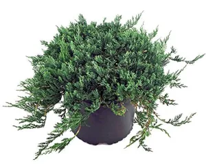 Blue Rug Juniper