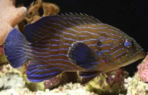 Blue Stripe Grouper (Cephalopholis formosa)