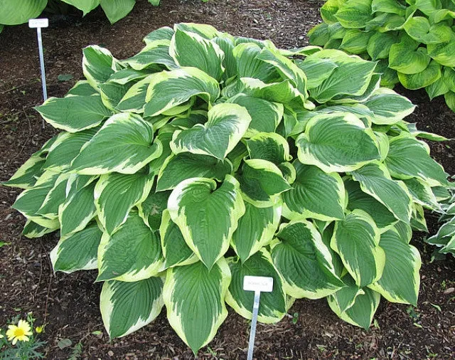 Bobbie Sue Hosta