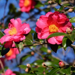 Bonanza Camellia