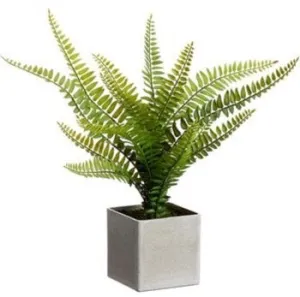 Boston Fern Plant in Cube