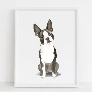 Boston Terrier