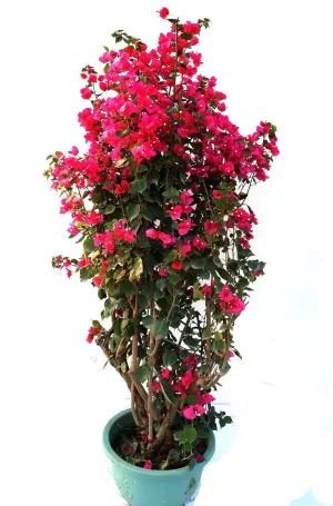 Bougainvillea Red Tower Style