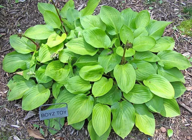 Boyz Toy Hosta