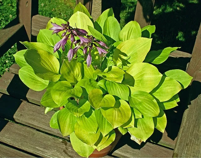 Boyz Toy Hosta