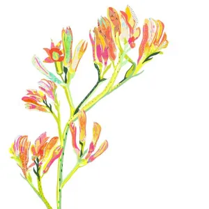 Braw Paper Co. - Kangaroo Paw Art Print (tri019)